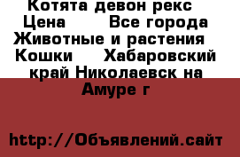 Котята девон рекс › Цена ­ 1 - Все города Животные и растения » Кошки   . Хабаровский край,Николаевск-на-Амуре г.